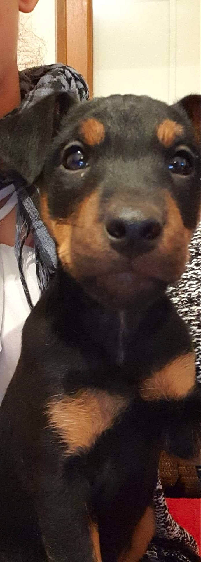 Pixel a rejoint le concours — aidez-le/la à gagner de superbes lots ! black_and_tan_terrier, canidae, carnivore, companion_dog, dog, dog_breed, german_pinscher, huntaway, mammal, manchester_terrier, miniature_pinscher, nose, pinscher, puppy, rare_breed_dog, snout, toy_dog, toy_manchester_terrier, vertebrate, working_dog