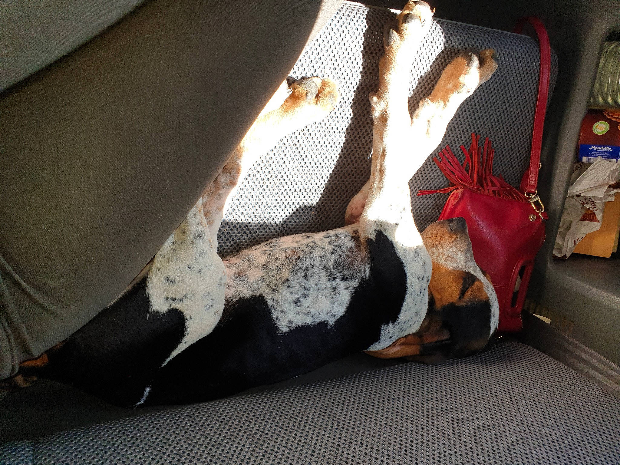 Saphir a rejoint le concours — aidez-le/la à gagner de superbes lots ! barefoot, comfort, companion_dog, dog, dress, elbow, fawn, finger, foot, fur, gesture, human_leg, joint, knee, leg, sock, tail, thigh, toe, wrist