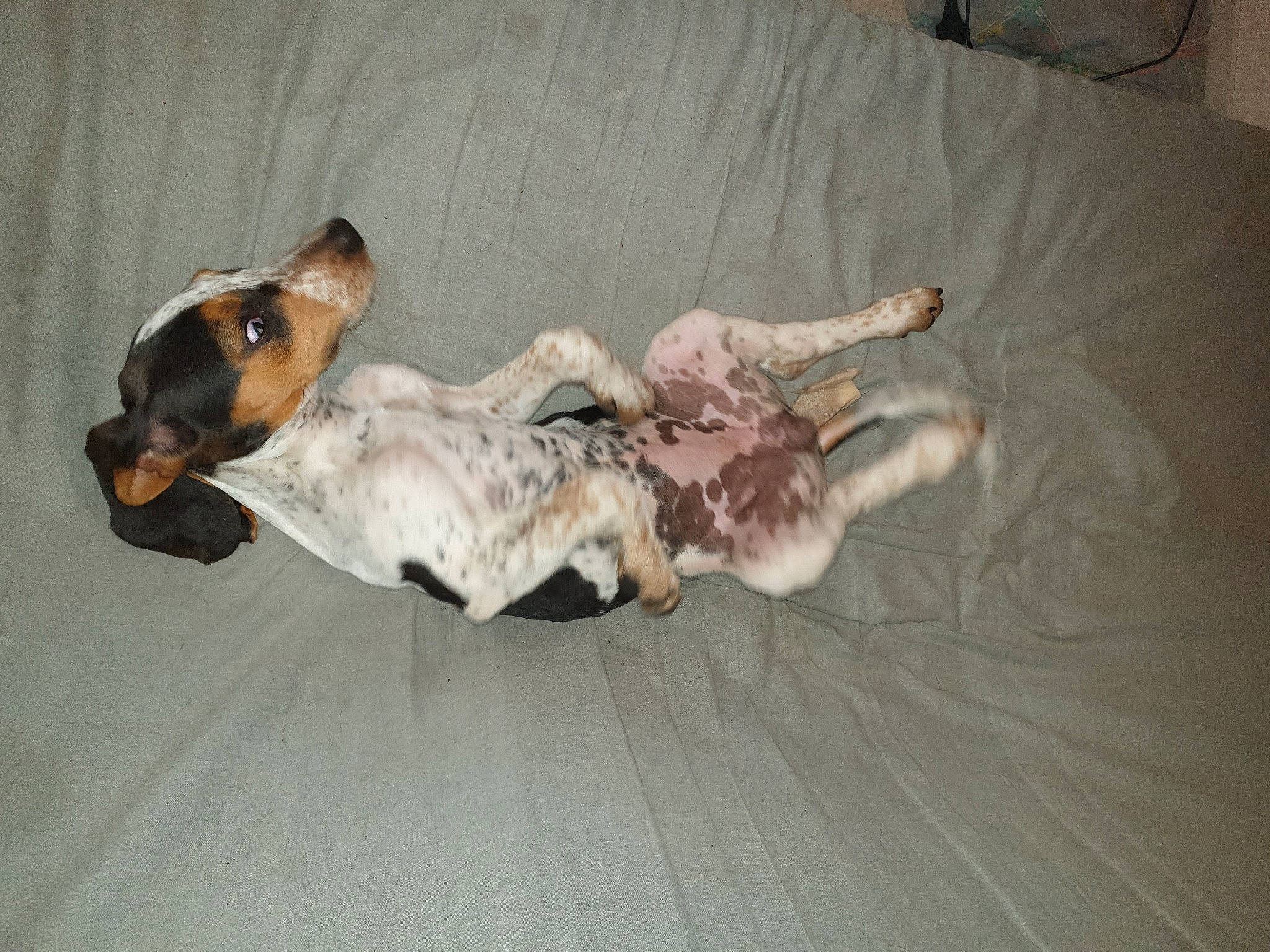 Saphir a rejoint le concours — aidez-le/la à gagner de superbes lots ! canidae, carnivore, collar, comfort, companion_dog, couch, dog, dog_bed, dog_breed, dog_supply, fawn, fur, guard_dog, linens, nap, paw, pet_supply, sporting_group, tail, toy_dog