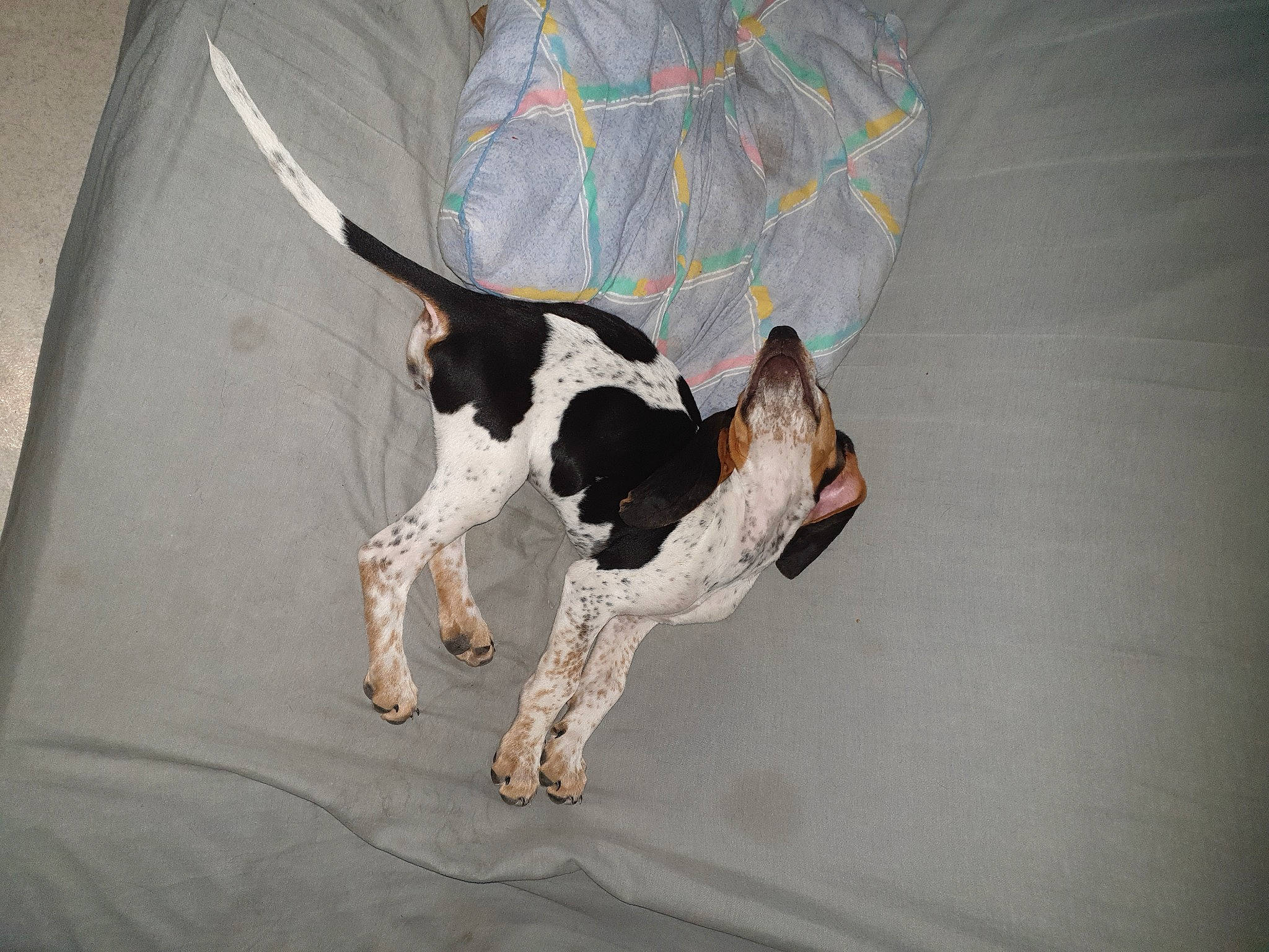 Saphir a rejoint le concours — aidez-le/la à gagner de superbes lots ! canidae, carnivore, collar, companion_dog, dog, dog_breed, dog_supply, fawn, floor, flooring, gun_dog, leash, non_sporting_group, pet_supply, snout, sporting_group, tail, terrier, working_animal, working_dog