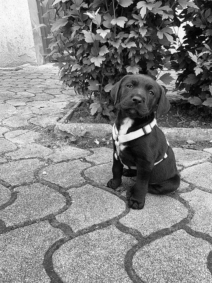 Swanne a rejoint le concours — aidez-le/la à gagner de superbes lots ! asphalt, black, black_and_white, carnivore, collar, companion_dog, dog, dog_breed, dog_collar, fawn, grey, monochrome_photography, pet_supply, plant, road_surface, sidewalk, style, tints_and_shades, white, working_animal