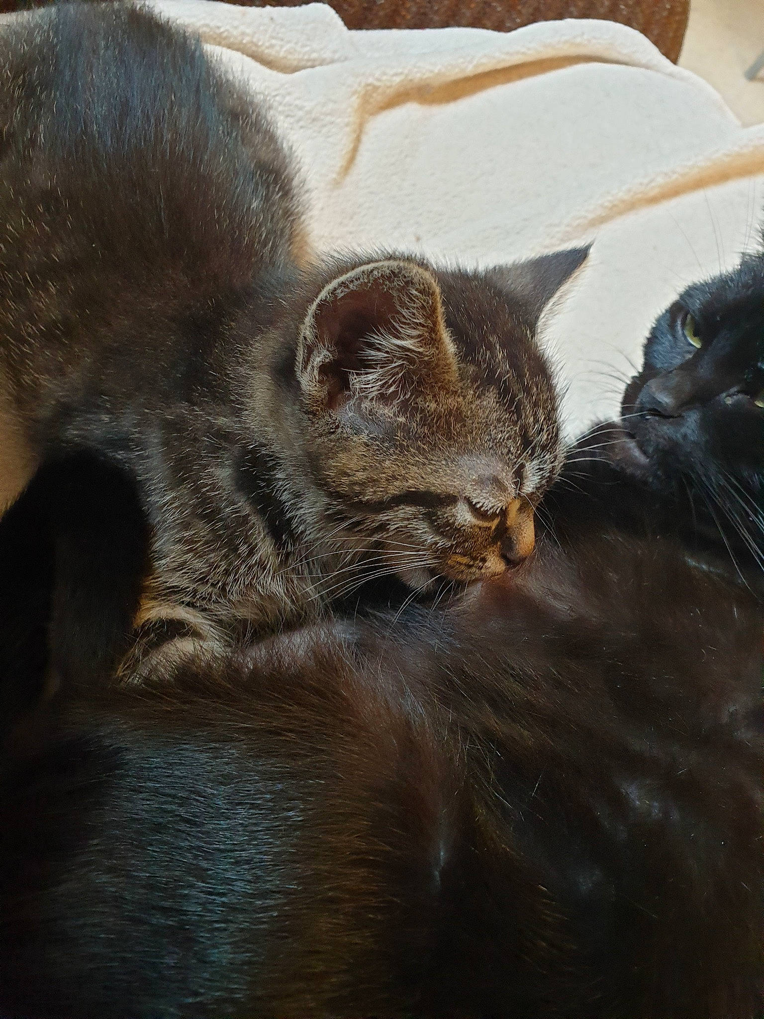 Petit Coeur a rejoint le concours — aidez-le/la à gagner de superbes lots ! asian, burmese, carnivore, cat, chartreux, claw, domestic_short_haired_cat, ear, fawn, felidae, fur, havana_brown, kitten, korat, mammal, small_to_medium_sized_cats, snout, whiskers