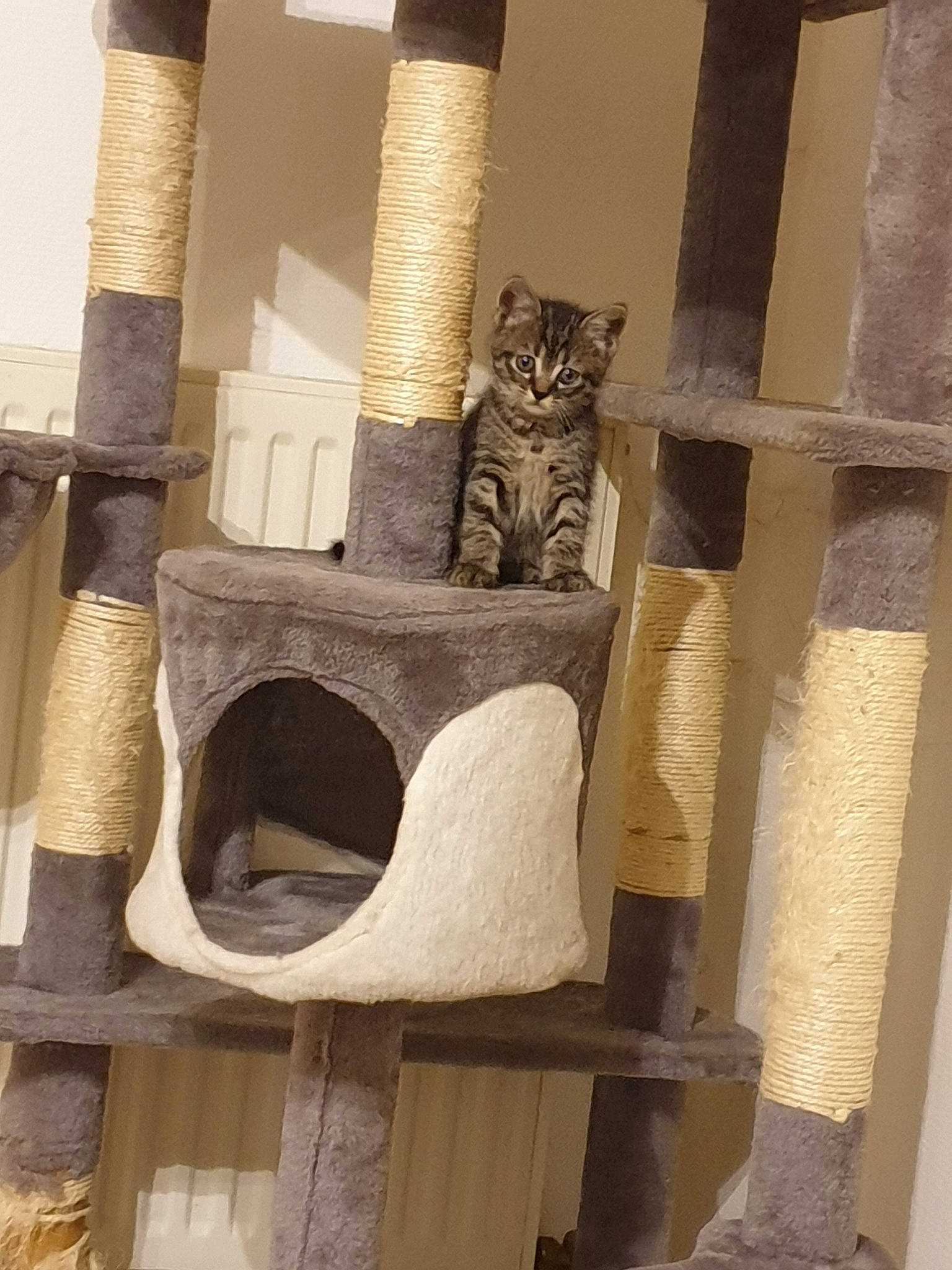 Petit Coeur participe au concours pour gagner de l'argent avec cette photo : beige, carnivore, cat, cat_furniture, felidae, small_to_medium_sized_cats, wood