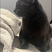 Hazel is registered to the contest to win money with this photo: cat, gray_cat, pet, feline, animal, indoor, blanket, soft_texture, fur, whiskers, ears, side_view, cozy, resting, paw, bed, relaxed, domestic_cat, cute, companion