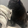 cat, gray_cat, pet, feline, animal, indoor, blanket, soft_texture, fur, whiskers, ears, side_view, cozy, resting, paw, bed, relaxed, domestic_cat, cute, companion