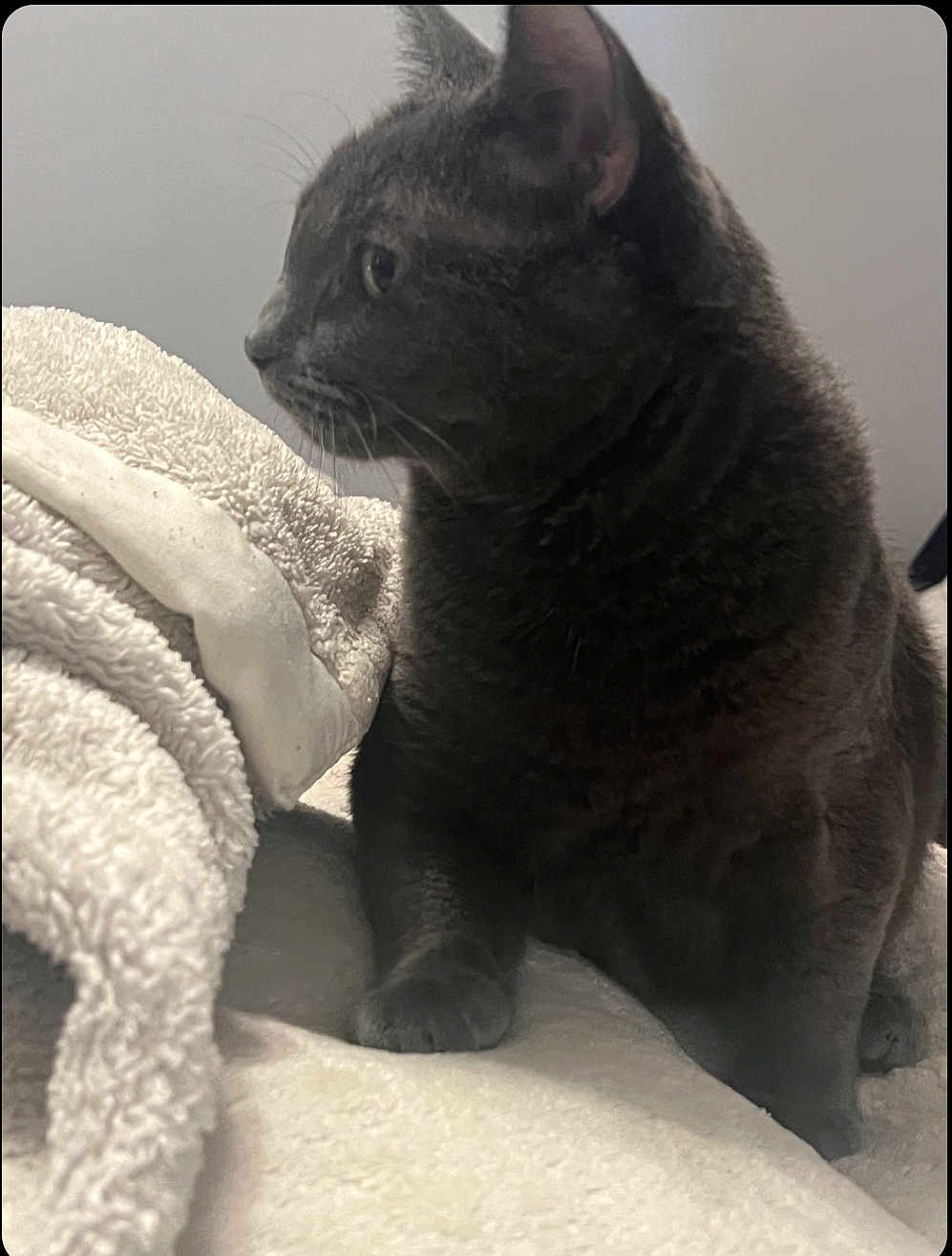 Hazel is registered to the contest to win money with this photo: cat, gray_cat, pet, feline, animal, indoor, blanket, soft_texture, fur, whiskers, ears, side_view, cozy, resting, paw, bed, relaxed, domestic_cat, cute, companion