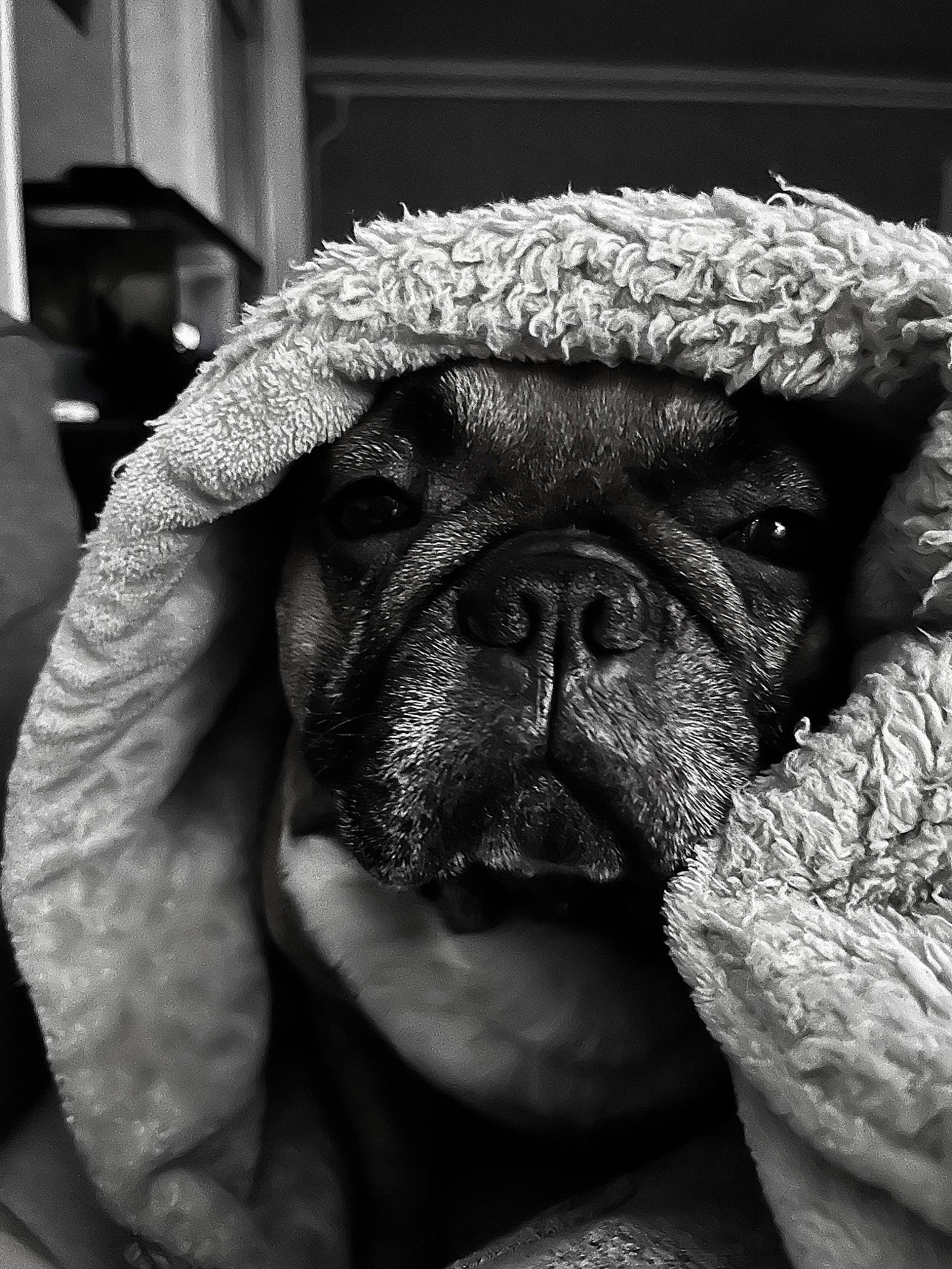 Wilson participe au concours pour gagner de l'argent avec cette photo : black, bored, carnivore, close_up, comfort, companion_dog, dog, dog_breed, fawn, fur, head, human_body, monochrome, monochrome_photography, nose, plant, snout, terrestrial_animal, whiskers, wrinkle