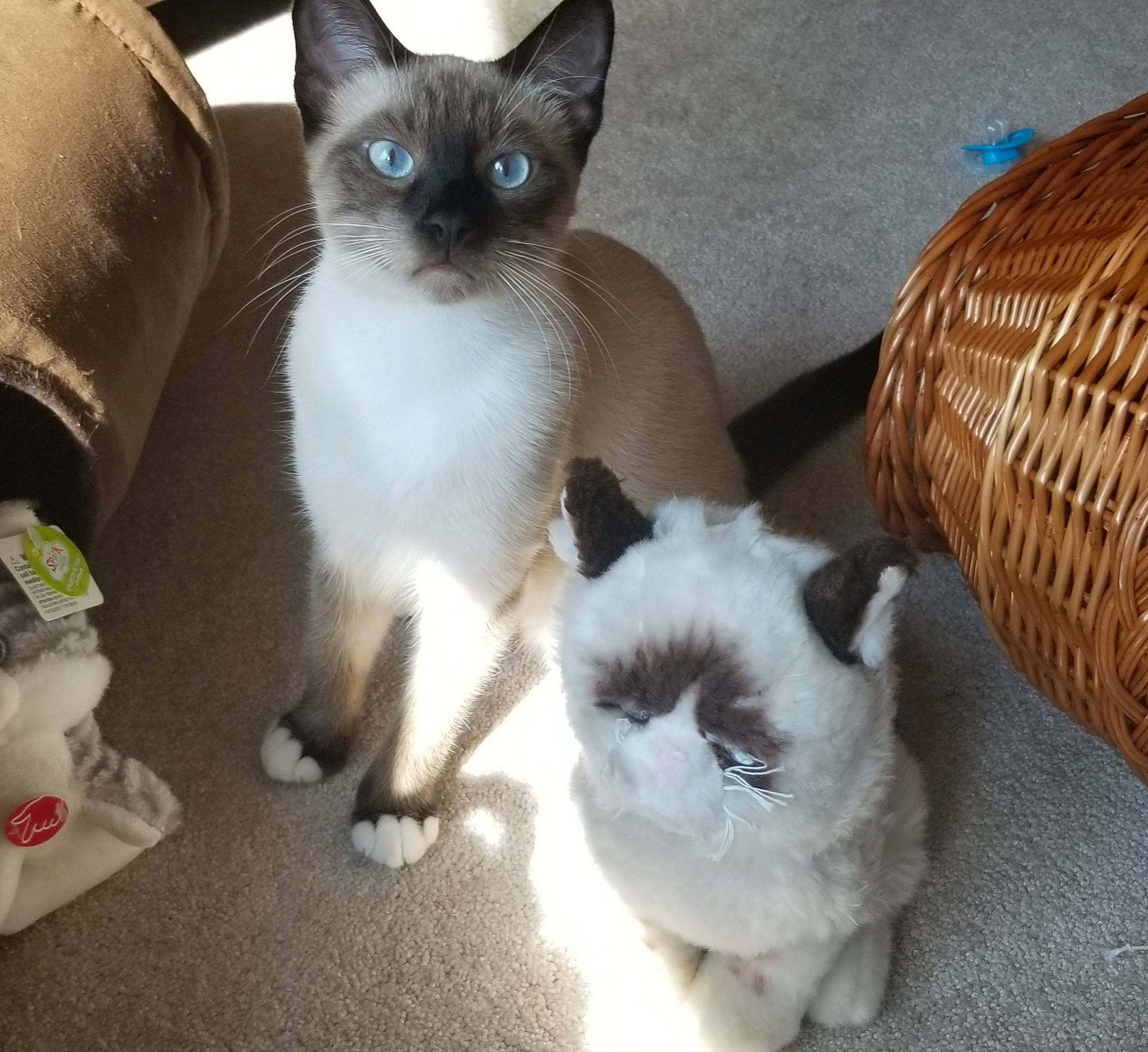 Sansa is registered to the contest to win money with this photo: asian, balinese, birman, burmese, carnivore, cat, colorpoint_shorthair, fawn, felidae, himalayan, kitten, mammal, ragdoll, siamese, small_to_medium_sized_cats, snowshoe, thai, tonkinese, vertebrate, whiskers