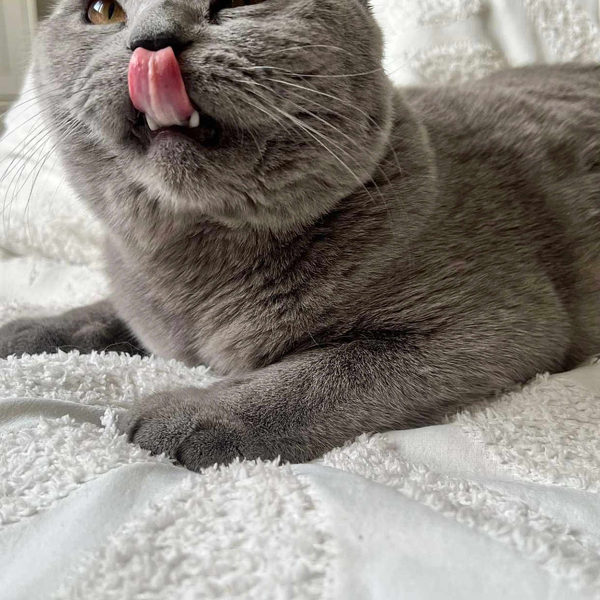 Blue a rejoint le concours — aidez-le/la à gagner de superbes lots ! abyssinian, animal, blanket, bodypart, cat, cushion, face, head, homedecor, kitten, mouth, person, pet, photography, portrait, quilt, sleeping, snout, teeth, tongue