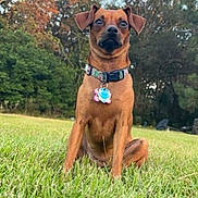 Liberty is registered to the contest to win money with this photo: dog, brown_dog, collar, grass, outdoor, trees, autumn, pet, animal, sitting, alert, wide_eyes, nature, park, daylight, canine, mammal, fur, expression, landscape