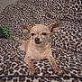 animal, blanket, canine, chihuahua, companion, cute, dog, domestic_animal, ears, fur, indoor, leopard_print, lying_down, mammal, pet, portrait, relaxed, resting, small_dog, tan