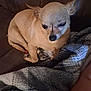 Lucky Ducky is registered to the contest to win money with this photo: animal, blanket, chihuahua, closeup, companion, couch, cozy, cute, dog, domestic_animal, ears, fur, indoor, paw, pet, relaxed, resting, sitting, small_dog, tan_dog