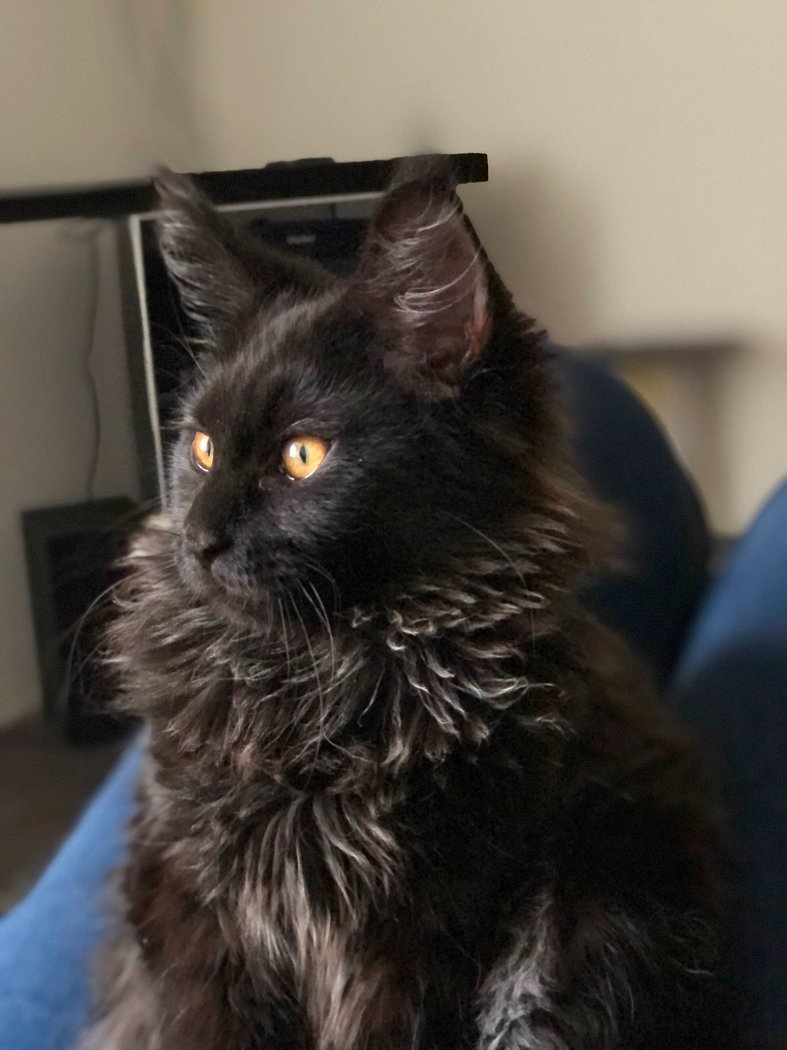 Tokyo participe au concours pour gagner de l'argent avec cette photo : black_cat, bombay, carnivore, cat, claw, darkness, domestic_short_haired_cat, ear, eye, felidae, fur, head, paw, small_to_medium_sized_cats, snout, tail, terrestrial_animal, whiskers