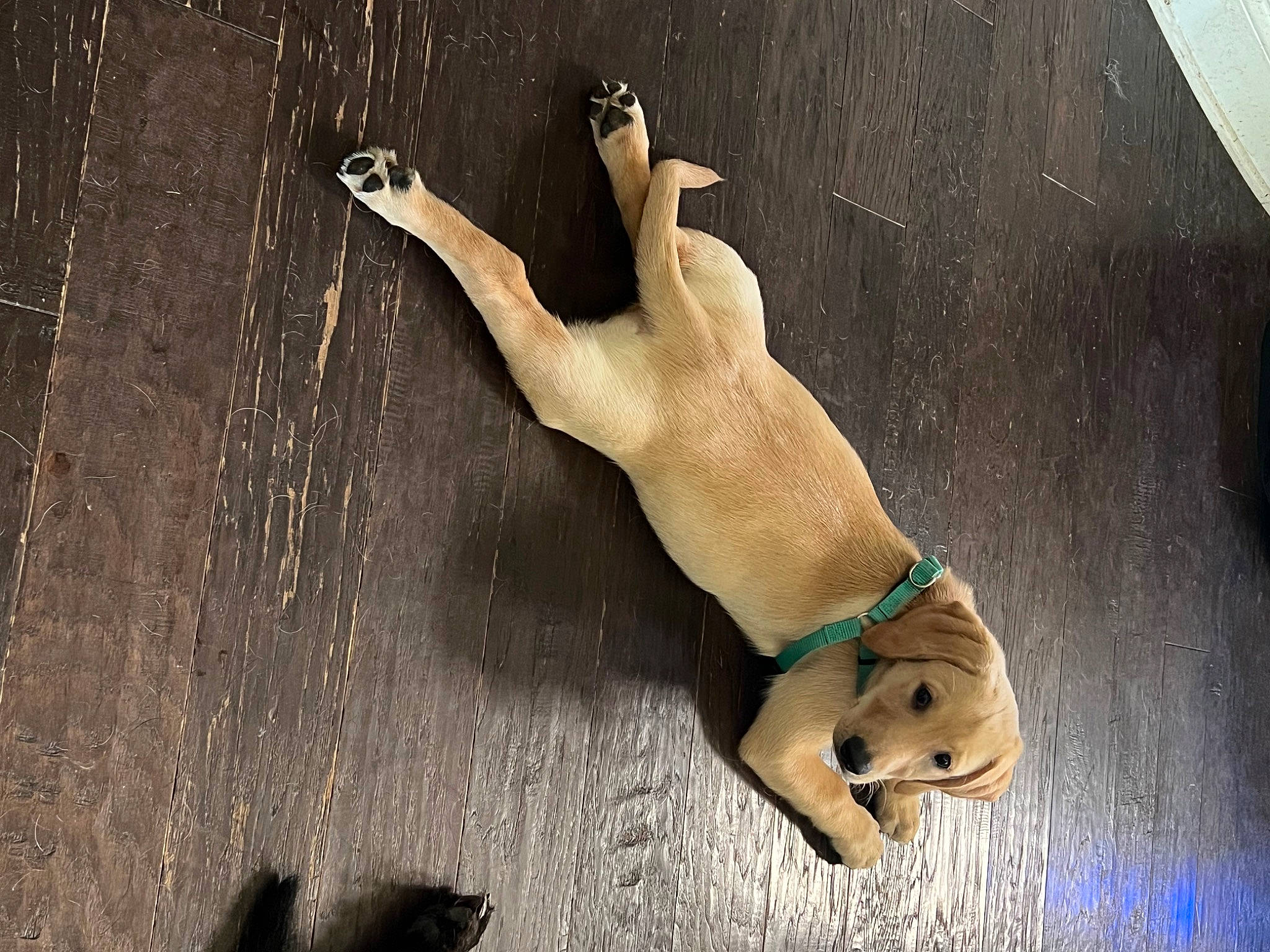 Daisy is registered to the contest to win money with this photo: adventure, art, canidae, carnivore, companion_dog, dog, dog_breed, dog_collar, elbow, fawn, flooring, foot, human_leg, shadow, snout, sporting_group, tail, trunk, wood, working_animal