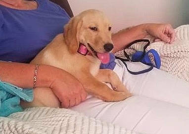 Daisy joined the competition — help win amazing prizes! arm, canidae, carnivore, chair, comfort, companion_dog, dog, dog_breed, dog_supply, fawn, finger, foot, gesture, hand, happy, human_leg, nail, paw, sporting_group, thigh