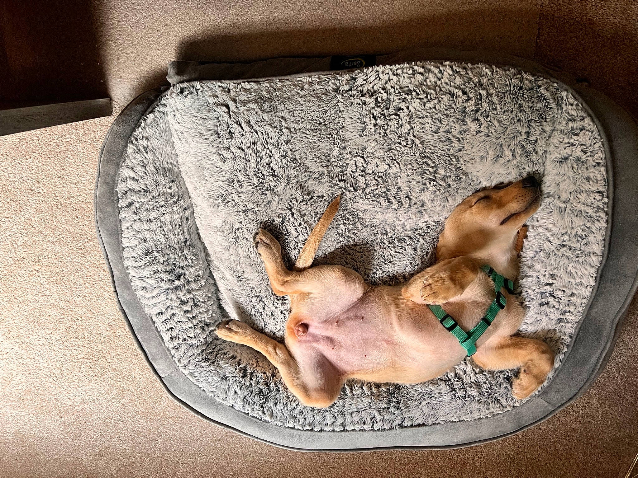 Daisy joined the competition — help win amazing prizes! art, bathing, canidae, carnivore, circle, comfort, companion_dog, cuisine, dog, dog_breed, fawn, flesh, flooring, font, ingredient, linens, rectangle, sporting_group, sunglasses, visual_arts