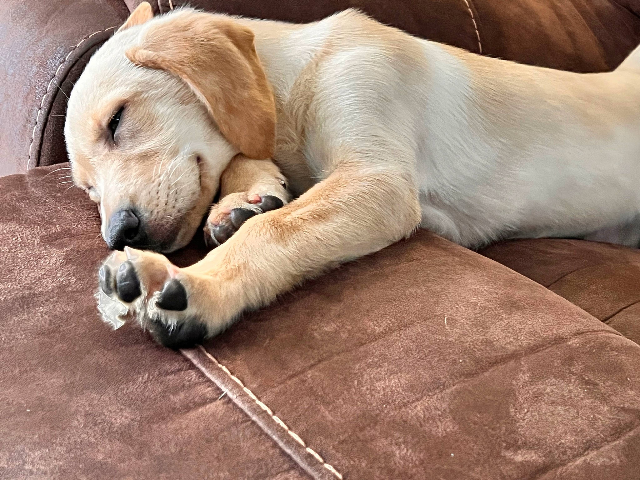 Daisy is registered to the contest to win money with this photo: canidae, carnivore, claw, comfort, companion_dog, dog, dog_breed, fawn, fur, linens, nap, paw, sleep, snout, sporting_group, terrestrial_animal, whiskers, wildlife, wood, working_animal