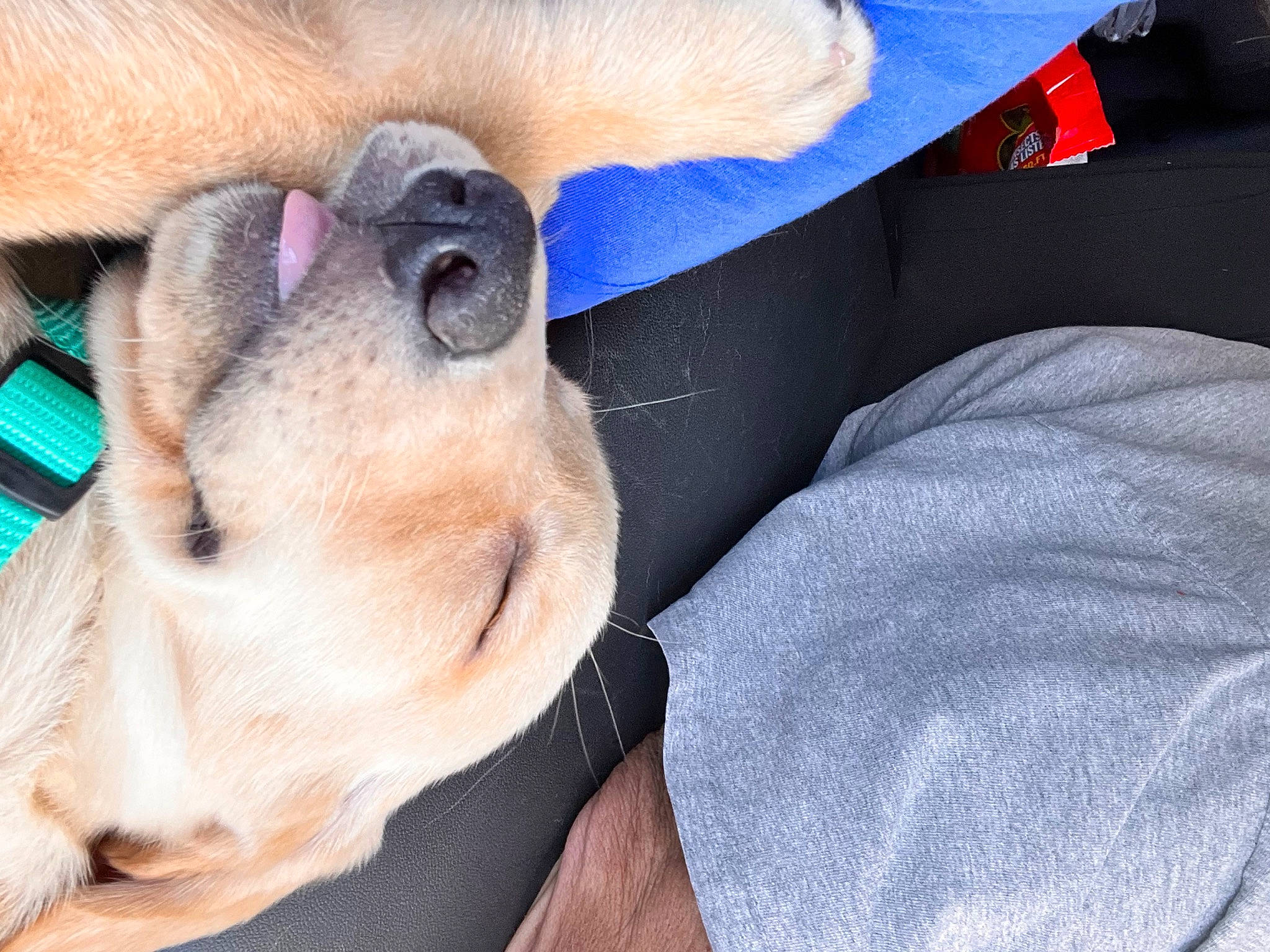 Daisy is registered to the contest to win money with this photo: canidae, carnivore, comfort, companion_dog, dog, dog_breed, ear, electric_blue, fawn, fur, nap, non_sporting_group, paw, puppy, snout, sporting_group, whiskers