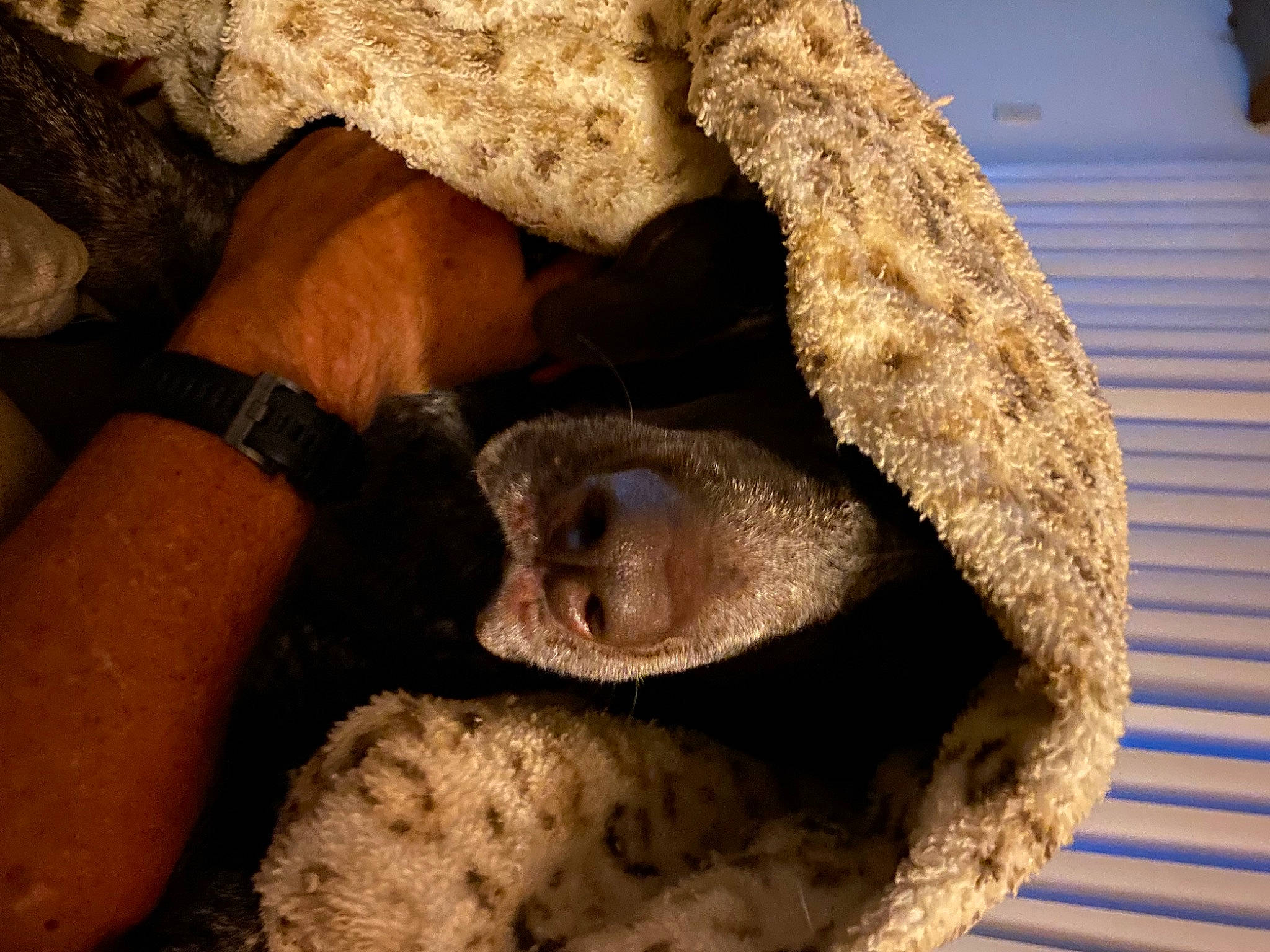 Pepper Ann is registered to the contest to win money with this photo: cap, claw, fawn, foot, fur, gunny_sack, hat, human_leg, ingredient, nail, reptile, rock, scaled_reptile, snout, soil, sun_hat, terrestrial_animal, watch, wood, wool