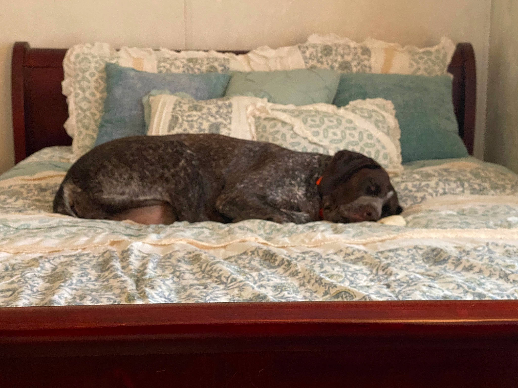 Pepper Ann joined the competition — help win amazing prizes! canidae, carnivore, comfort, companion_dog, couch, dog, dog_breed, fawn, floor, flooring, grey, hardwood, liver, room, sporting_group, studio_couch, terrestrial_animal, vertebrate, wood, working_animal