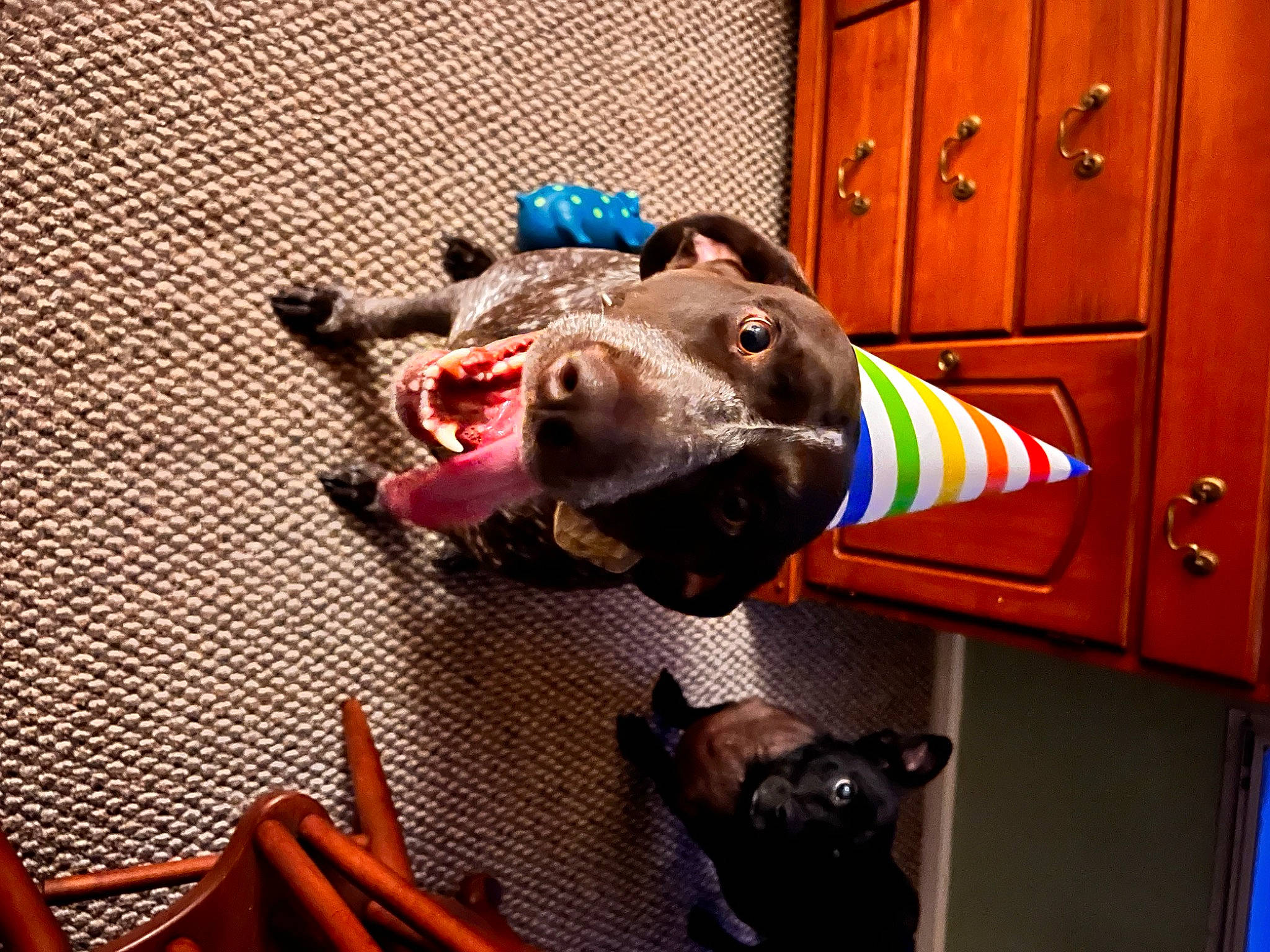 Pepper Ann is registered to the contest to win money with this photo: cabinetry, canidae, carnivore, collar, dog, dog_breed, dog_supply, door, door_handle, fashion_accessory, fawn, fur, home_door, personal_protective_equipment, room, snout, sporting_group, toy, wood, working_animal