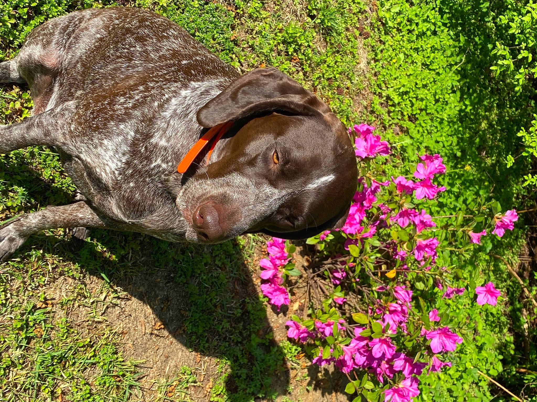 Pepper Ann is registered to the contest to win money with this photo: art, botany, dog_breed, fawn, flower, flowering_plant, grass, grass_family, groundcover, herbaceous_plant, landscape, lawn_ornament, petal, plant, sculpture, statue, terrestrial_animal, terrestrial_plant, trunk, working_animal