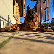 Zeus participe au concours pour gagner de l'argent avec cette photo : animal, blue_sky, canine, daylight, dog, ears, fence, fur, german_shepherd, house, lying_down, metal_railings, muzzle, outdoor, pet, porch, relaxed, shadow, sunlight, tile_floor