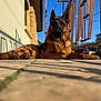 animal, blue_sky, canine, daylight, dog, ears, fence, fur, german_shepherd, house, lying_down, metal_railings, muzzle, outdoor, pet, porch, relaxed, shadow, sunlight, tile_floor
