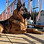 Zeus participe au concours pour gagner de l'argent avec cette photo : animal, blue_sky, canine, daytime, dog, ears, fence, floor, fur, german_shepherd, house, outdoor, pet, portrait, railing, resting, shadow, side_view, sunlight, watchful