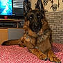 Zeus participe au concours pour gagner de l'argent avec cette photo : animal, bed, canine, dog, dreamcatcher, ears, furniture, german_shepherd, indoor, paw, pet, portrait, red_bedspread, relaxing, room, skull_pattern, toy, tv_screen, video_game, wallpaper
