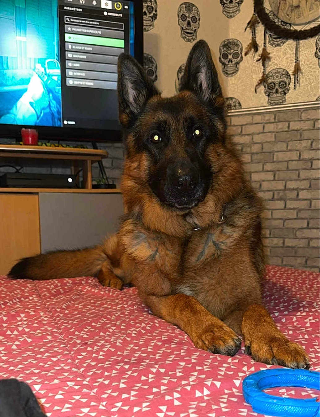 Zeus