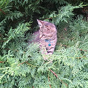 Fripouille a rejoint le concours — aidez-le/la à gagner de superbes lots ! cat, kitten, tabby, collar, bell, greenery, pine_branches, outdoor, nature, animal, pet, fur, whiskers, leaf, branch, curious, small, young, forest, wildlife
