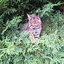 cat, kitten, tabby, collar, bell, greenery, pine_branches, outdoor, nature, animal, pet, fur, whiskers, leaf, branch, curious, small, young, forest, wildlife