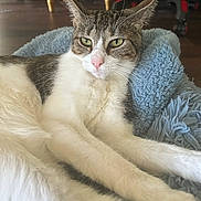 Snookie joined the competition — help win amazing prizes! cat, feline, animal, pet, indoor, relaxed, resting, fluffy, blanket, white_fur, tabby_fur, green_eyes, closeup, fur, whiskers, floor, wooden_floor, furniture, chair, cozy