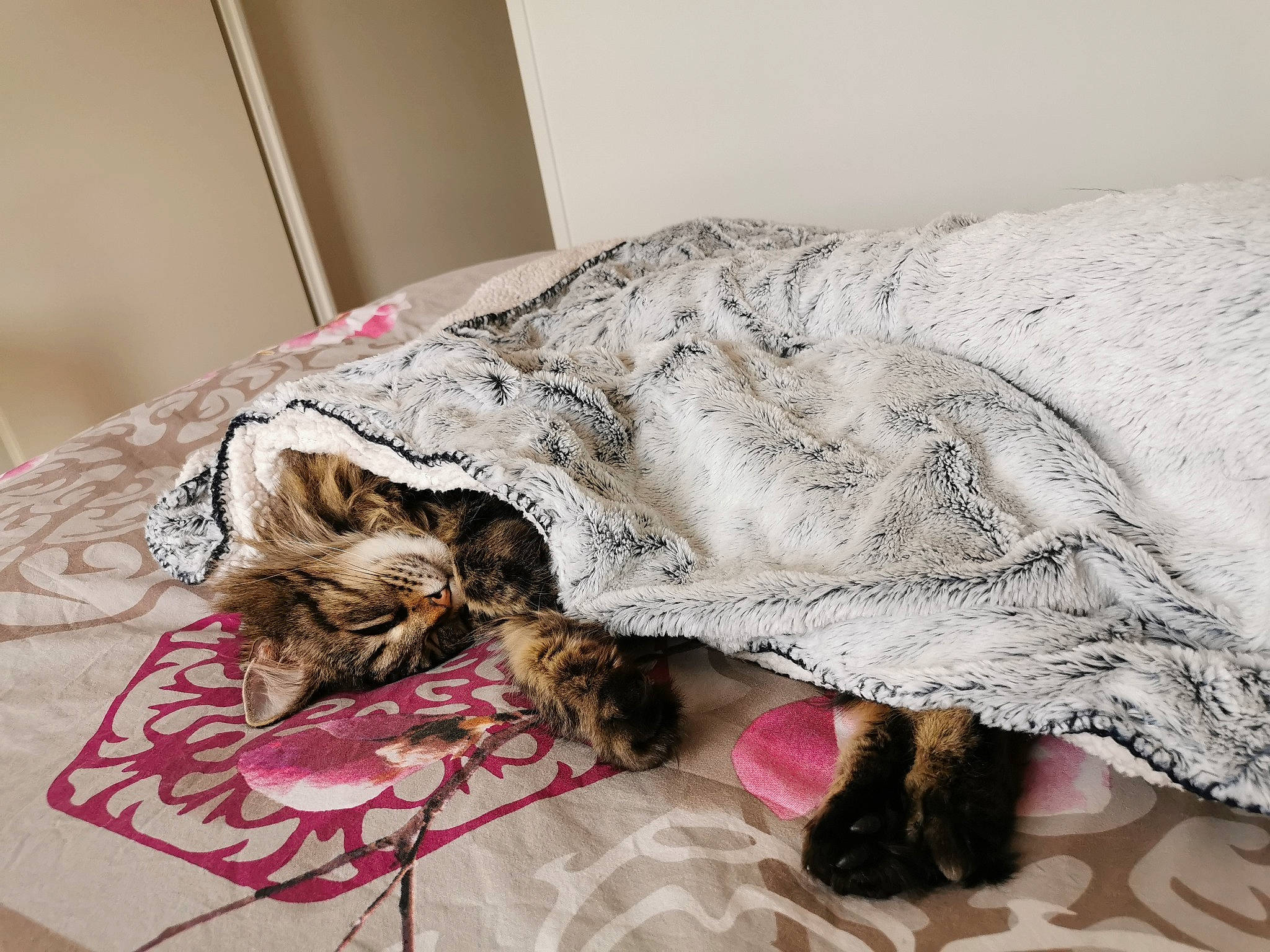 Lyla participe au concours pour gagner de l'argent avec cette photo : bed, bedding, bedroom, carnivore, comfort, companion_dog, couch, dog_breed, eyewear, feather, felidae, flooring, fur, furniture, linens, small_to_medium_sized_cats, snout, studio_couch, tail, whiskers