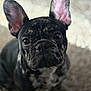 animal, background_blur, black, brindle, canine, close_up, companion, curious, cute, dog, ears, french_bulldog, fur, indoor, nose, pet, portrait, sitting, whiskers, white