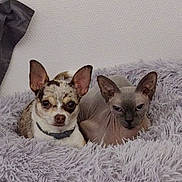 Poppy a rejoint le concours — aidez-le/la à gagner de superbes lots ! chihuahua, dog, sphynx, cat, pet_bed, fluffy, indoor, cozy, animal, companion, cute, furry, hairless, resting, two_animals, domestic, small_dog, pet, relaxed, friendship
