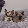 chihuahua, dog, sphynx, cat, pet_bed, fluffy, indoor, cozy, animal, companion, cute, furry, hairless, resting, two_animals, domestic, small_dog, pet, relaxed, friendship