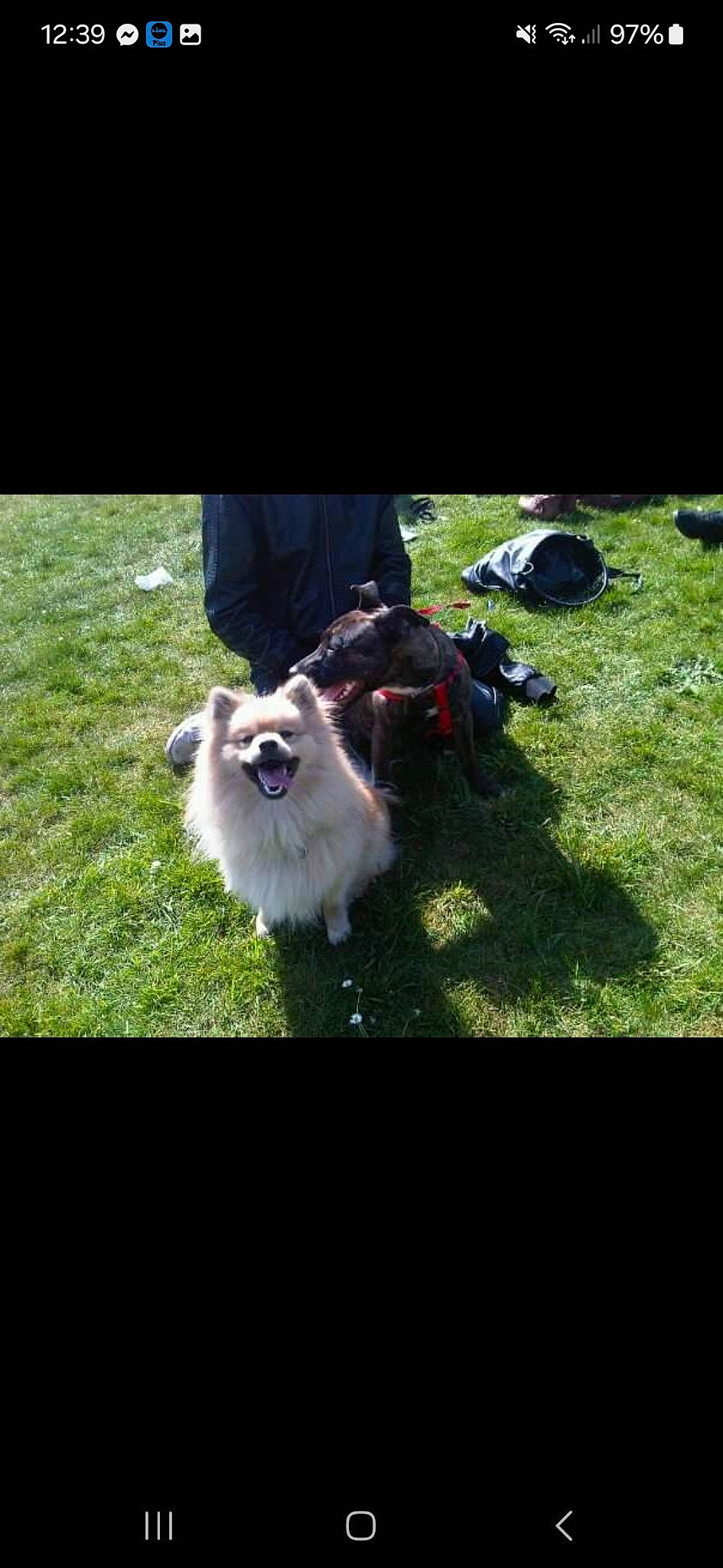 Simba joined the competition — help win amazing prizes! canidae, carnivore, companion_dog, dog, dog_breed, fur, grass, japanese_chin, non_sporting_group, pekingese, sporting_group, toy_dog, working_dog