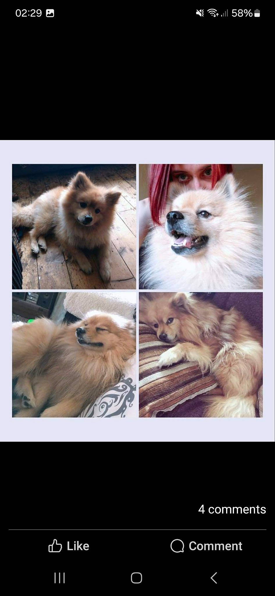 Simba joined the competition — help win amazing prizes! carnivore, companion_dog, dog, dog_breed, fawn, fur, german_spitz, german_spitz_mittel, liver, natural_material, photo_caption