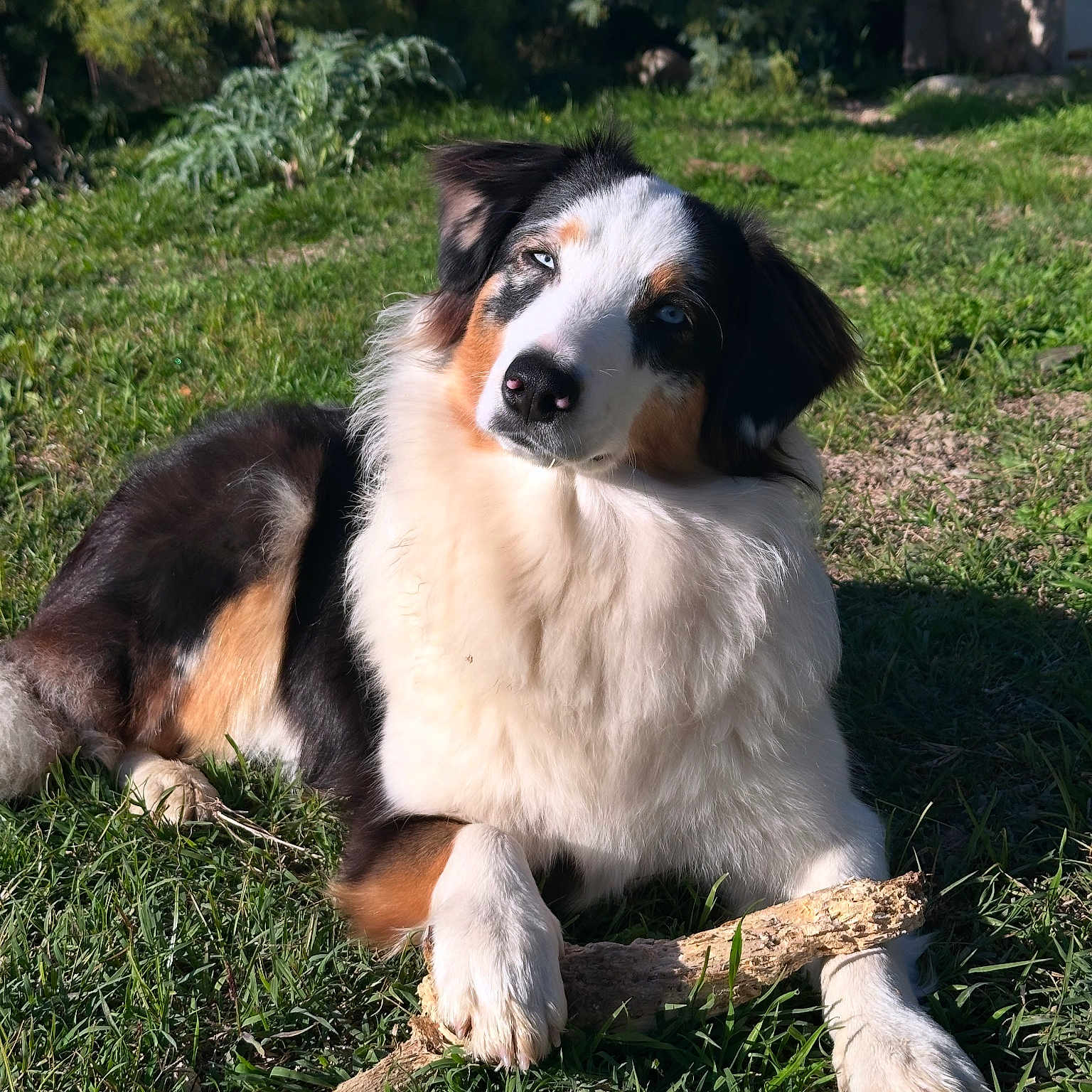 Vaïka participe au concours pour gagner de l'argent avec cette photo : animal, appenzeller, canine, cockerspaniel, collie, dog, field, grass, grassland, hound, husky, lawn, nature, outdoors, pet, plant, puppy, tree, wood, yard