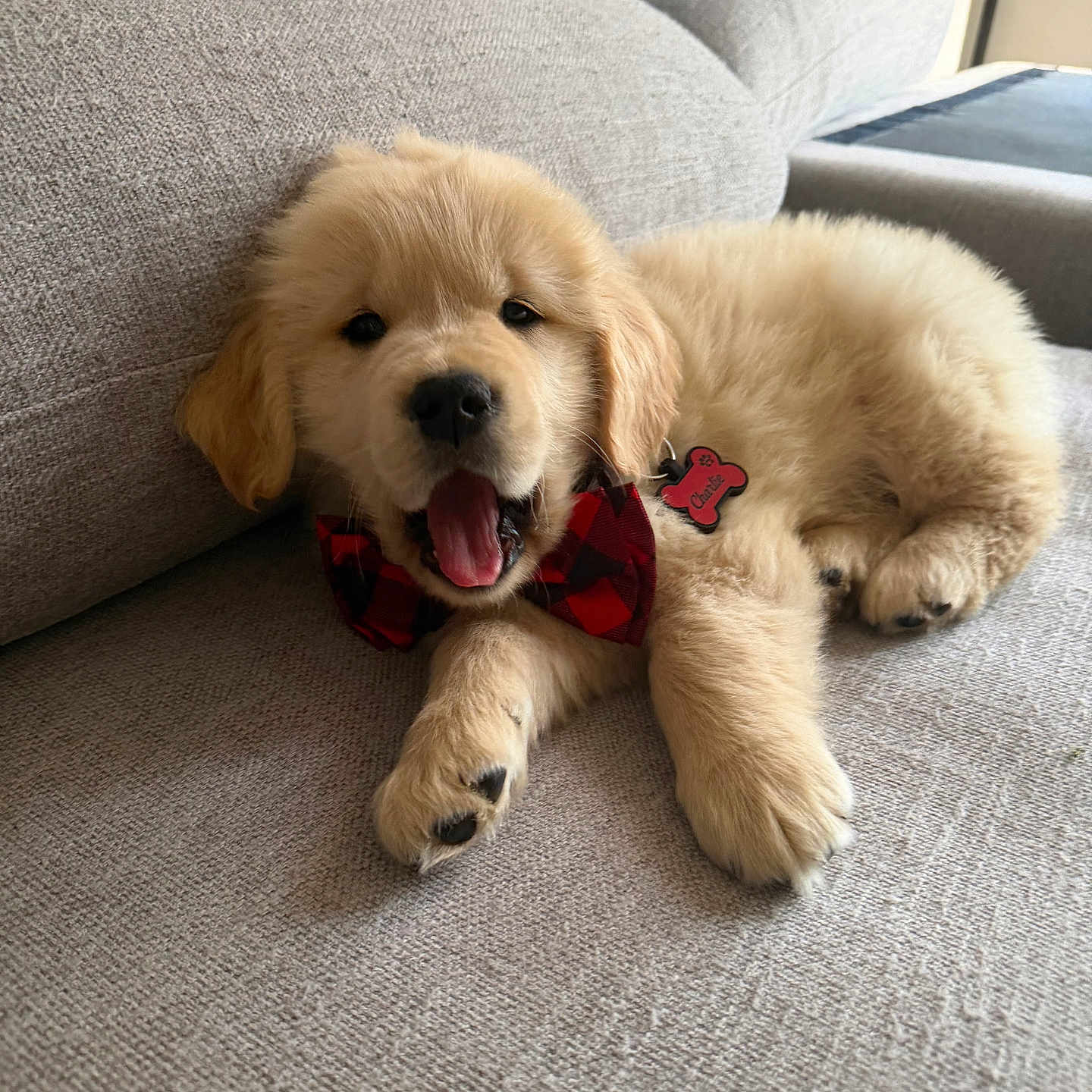 Charlie Ryan is registered to the contest to win money with this photo: puppy, dog, golden_retriever, bow_tie, indoor, couch, pet, fluffy, cute, adorable, canine, animal, cozy, relaxed, home, name_tag, beige, fur, paw, tongue