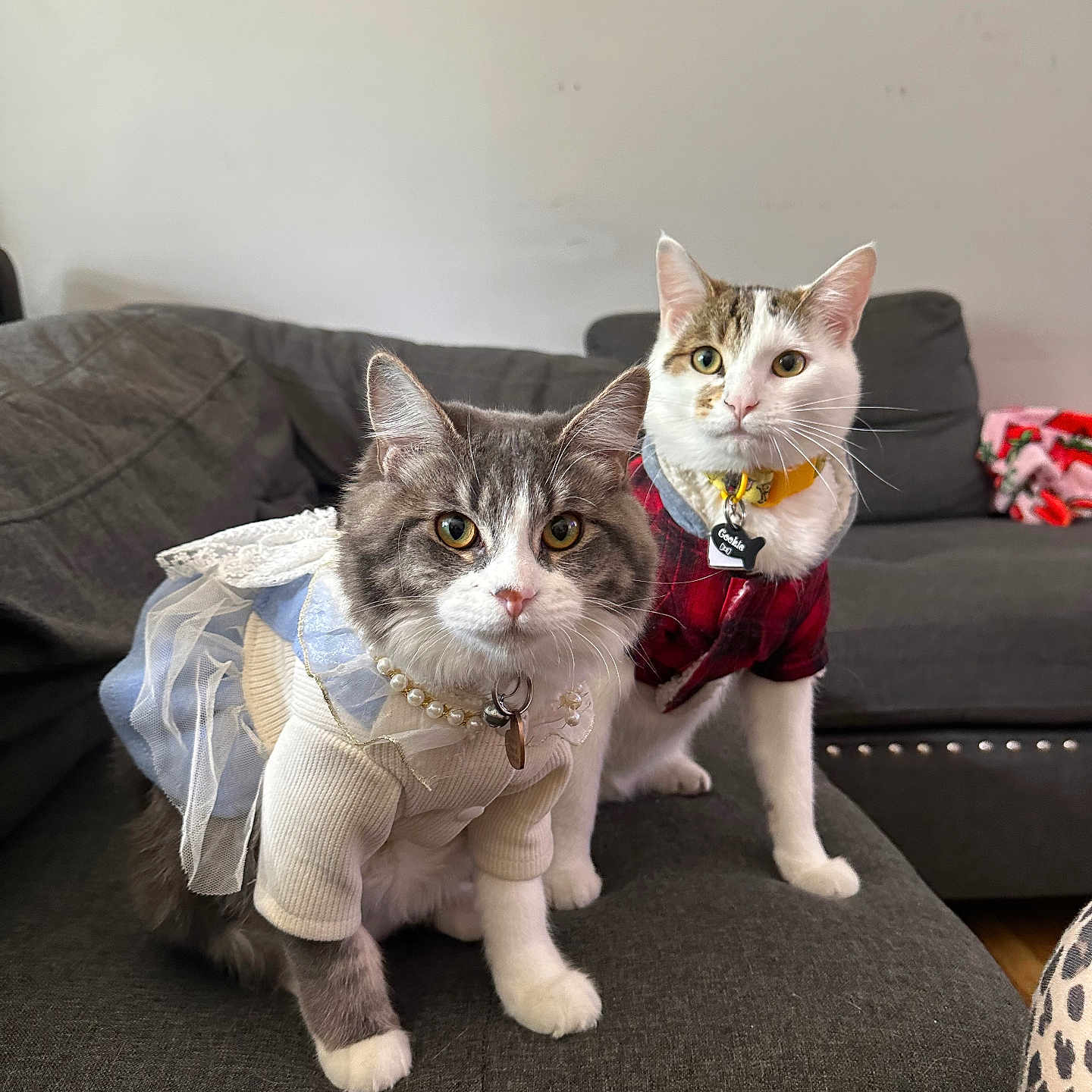 Cookie And Cherry joined the competition — help win amazing prizes! accessories, animal, architecture, building, cat, chair, couch, cushion, formalwear, furniture, homedecor, indoors, kitten, linen, livingroom, manx, pet, room, strap, tie