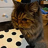 Lola is registered to the contest to win money with this photo: cat, fluffy_cat, brown_fur, long_hair, pet, animal, whiskers, ears, eyes, close_up, portrait, indoor, home, table, polka_dots, furniture, carpet, drawer, basket, cute
