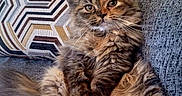 Lola joined the competition — help win amazing prizes! cat, kitten, fluffy, long_hair, feline, pet, animal, couch, sofa, pillow, indoor, sitting, lounging, portrait, brown_fur, tabby, whiskers, ears, eyes, home_decor