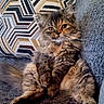 cat, kitten, fluffy, long_hair, feline, pet, animal, couch, sofa, pillow, indoor, sitting, lounging, portrait, brown_fur, tabby, whiskers, ears, eyes, home_decor