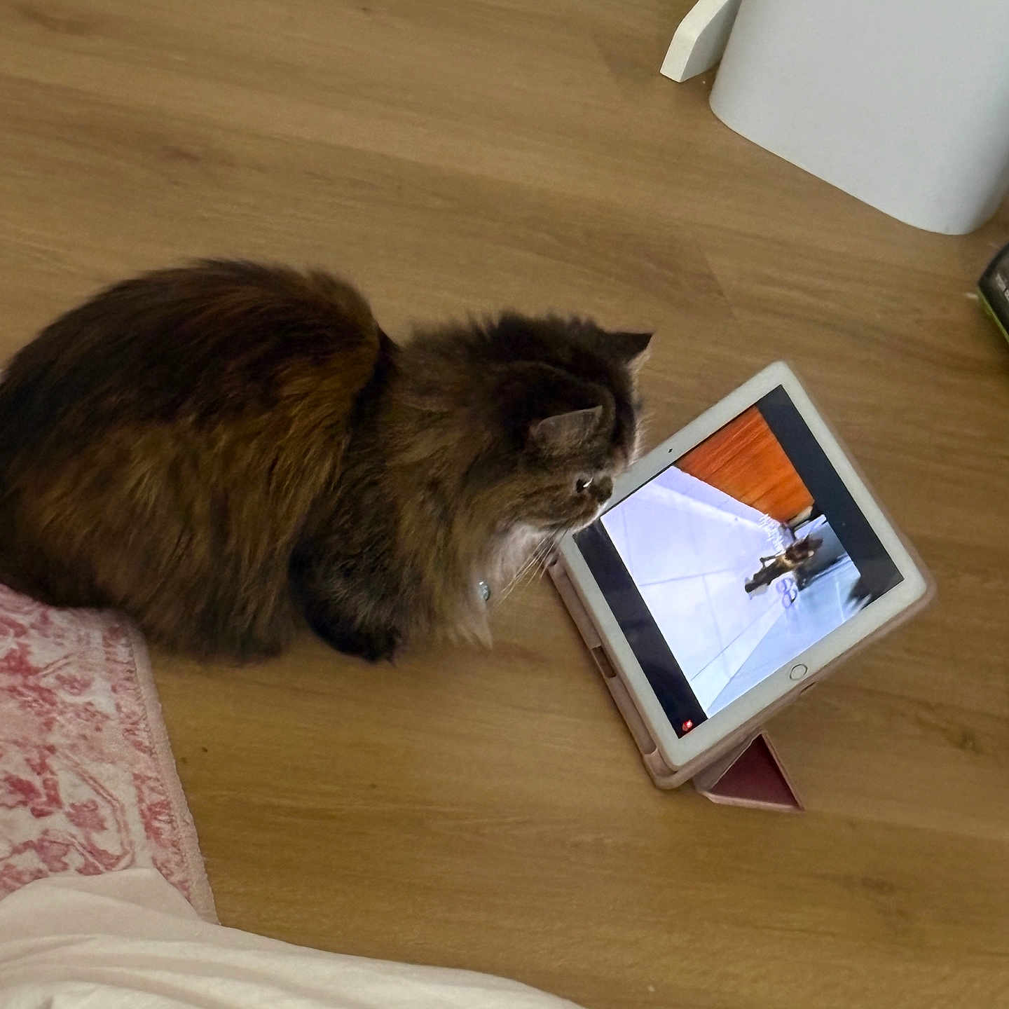 Lola