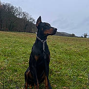 Drax participe au concours pour gagner de l'argent avec cette photo : dog, doberman, grass, field, leash, outdoor, nature, canine, animal, portrait, sitting, collar, chain, sky, cloudy, trees, quiet, watchful, pet, landscape