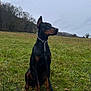 dog, doberman, grass, field, leash, outdoor, nature, canine, animal, portrait, sitting, collar, chain, sky, cloudy, trees, quiet, watchful, pet, landscape