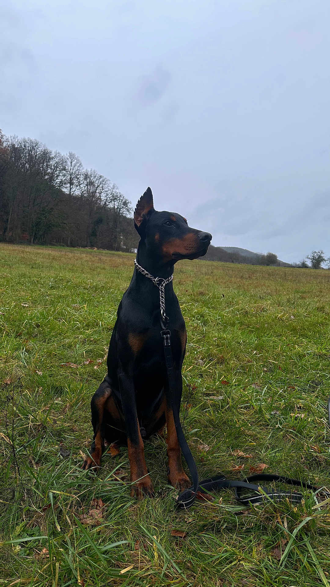 Drax participe au concours pour gagner de l'argent avec cette photo : dog, doberman, grass, field, leash, outdoor, nature, canine, animal, portrait, sitting, collar, chain, sky, cloudy, trees, quiet, watchful, pet, landscape